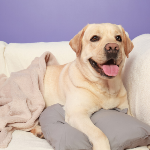 L'importance du confort pour le bien-être de ton chien